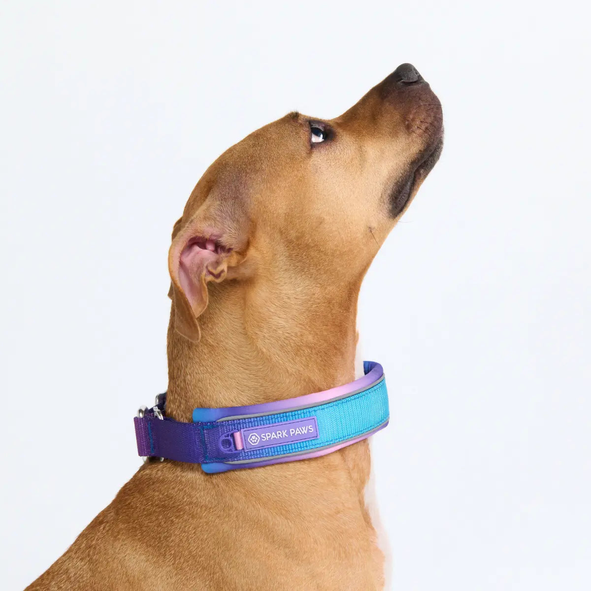 Spark Paws Martingale Dog Collar – Cushioned Slip-On Training Collar for Medium and Large Dogs, Heavy Duty and Safety-Tested No-Buckle Design