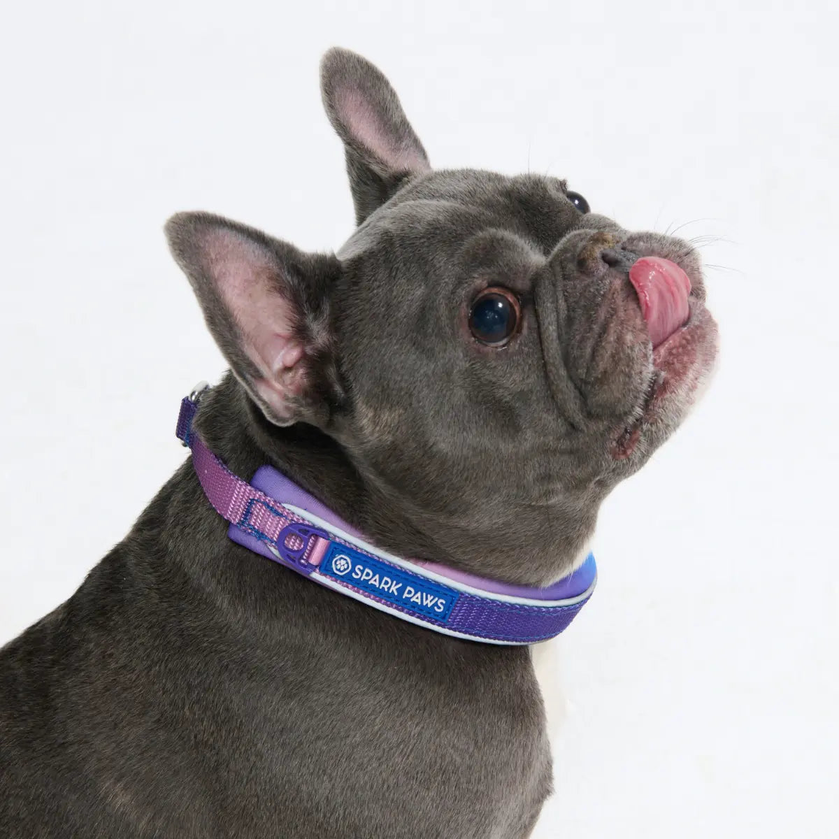 Spark Paws Martingale Dog Collar – Cushioned Slip-On Training Collar for Medium and Large Dogs, Heavy Duty and Safety-Tested No-Buckle Design